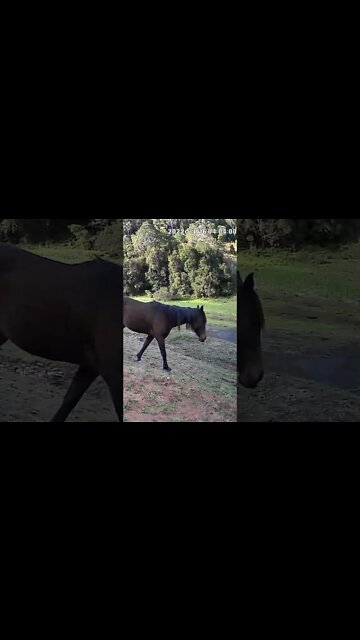 The secret lives of horses