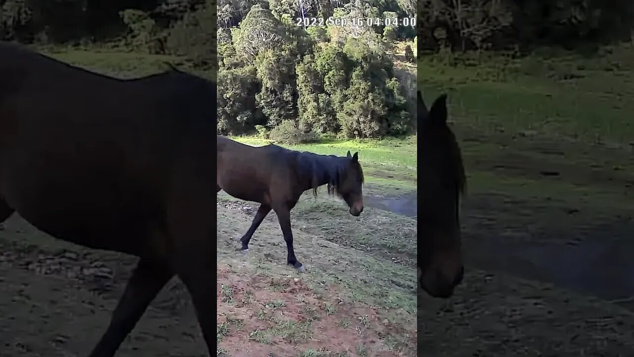 The secret lives of horses