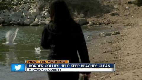 Border collies used to keep Milwaukee beaches clean