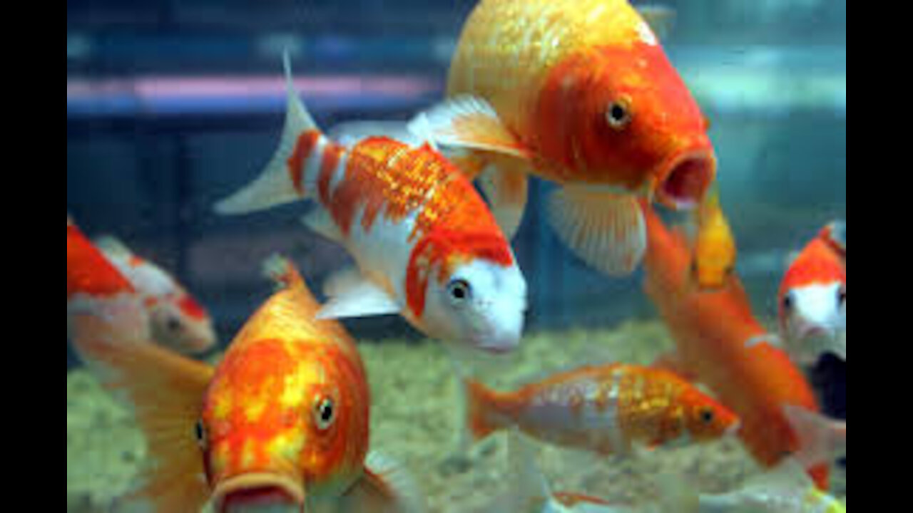 beautiful fish, colorful fish swimming