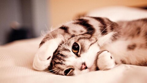 Super Cute Pets Doing Funny Things