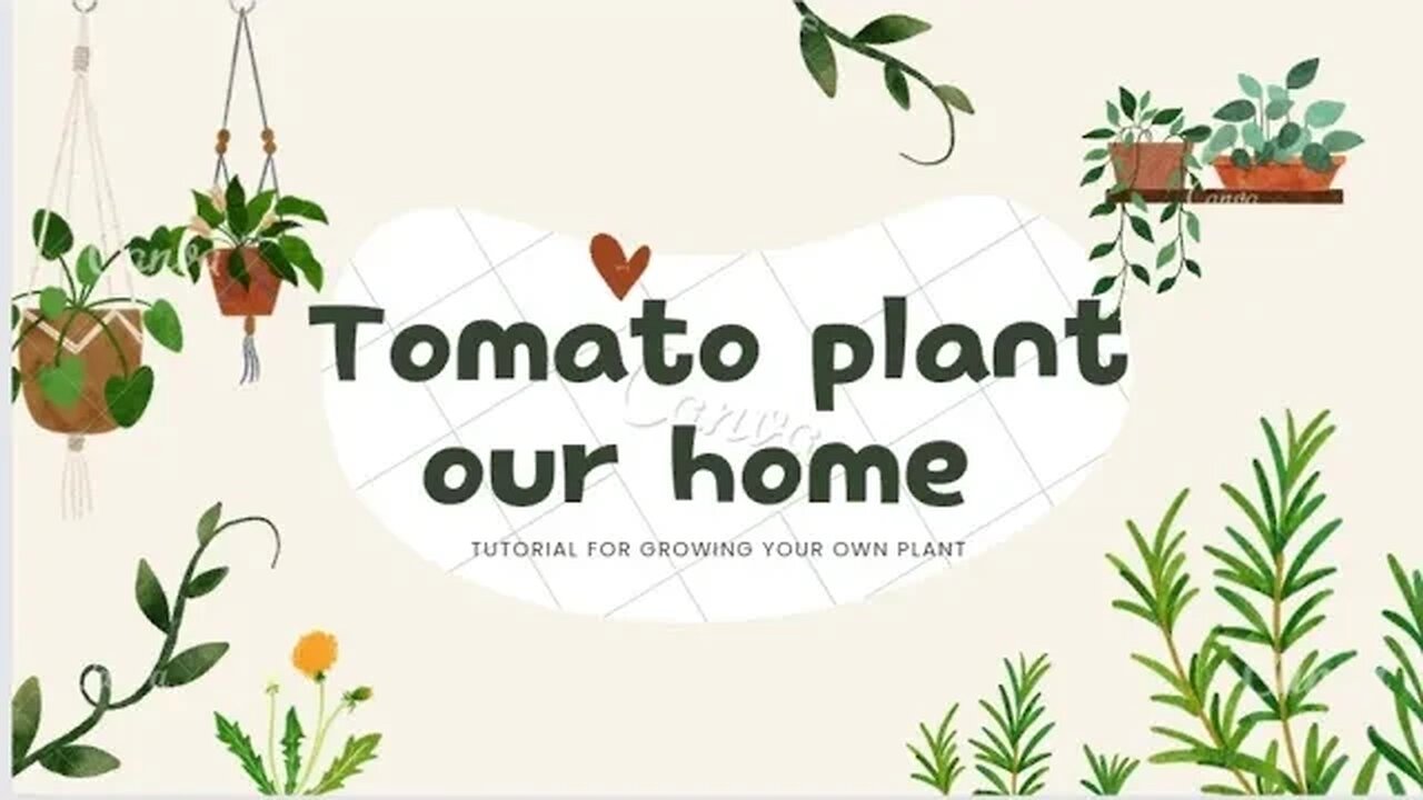 Tomato plant our home #plants #vlog #support #world #viral #youtube