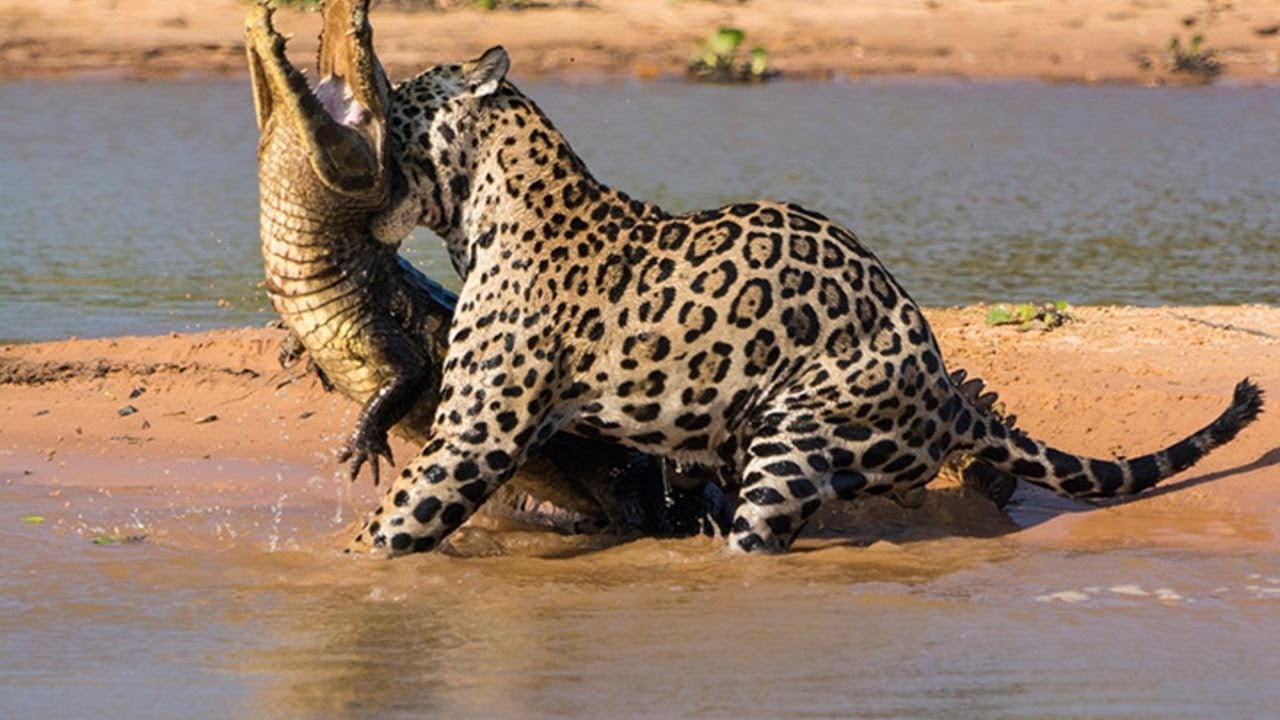 A lion preys on a crocodile