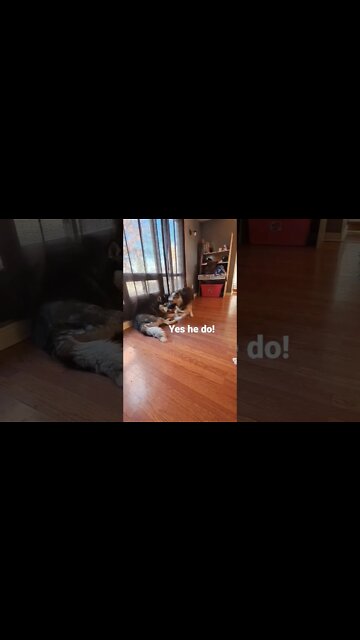 Maple Smothers Karsa With Kisses (original) #shorts #doggo #dogmeme