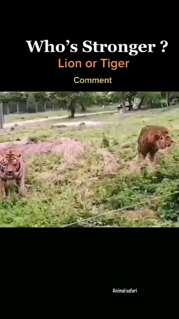 🦁 Lion vs 🐅 Tiger