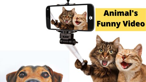 Funniest Animal's Video 2022 😂😂- Funny animals life | dog and cat funny video