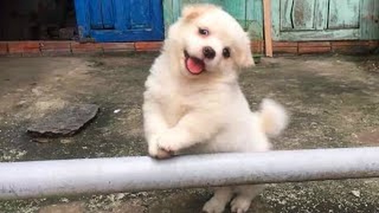 The world’s CUTEST PUPPIES of 2024 are here to make you LAUGH! 🥰