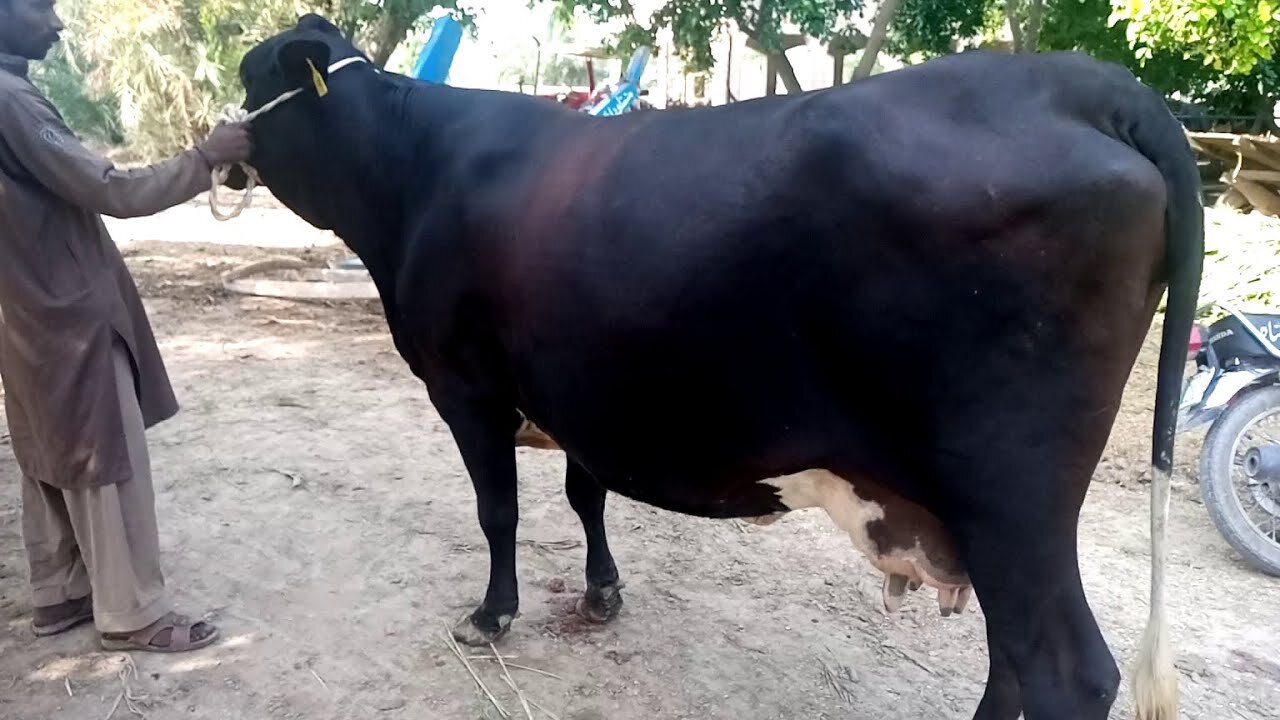 Australian cows for sale in pakistan on EtimadTv 03418454696