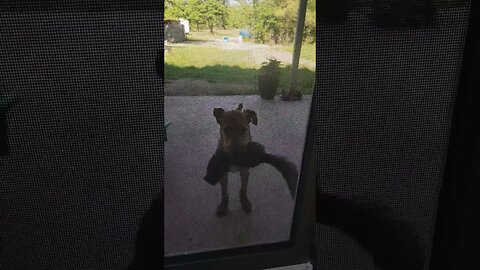 Trapper dog wanting in the house, he did not know squirrel season was over.