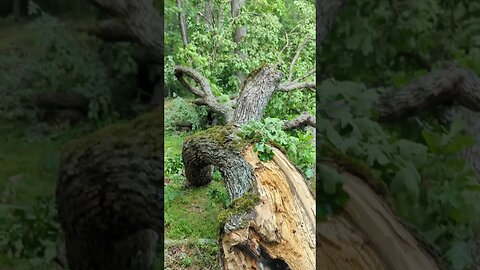 Half a tree crashed into our yard!!! Pt. 2