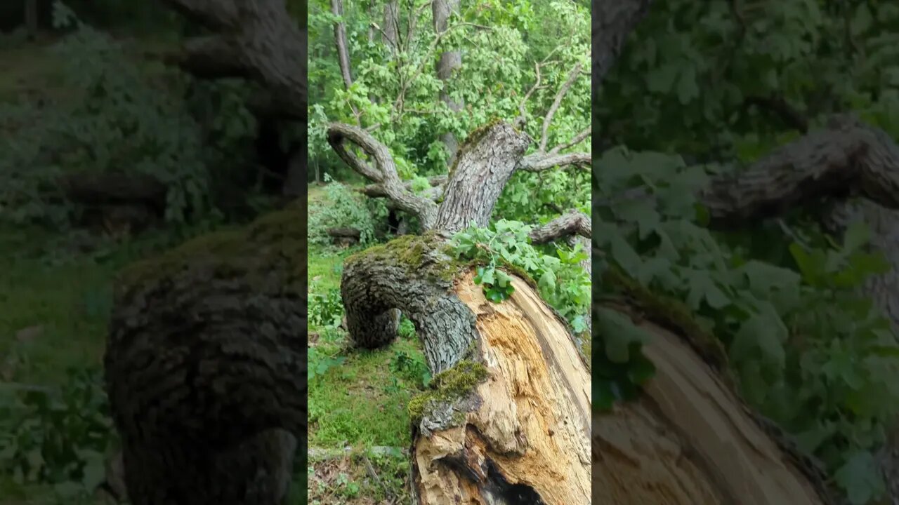 Half a tree crashed into our yard!!! Pt. 2
