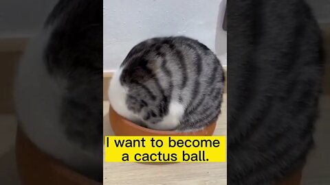 Funny animals compilation 🤣 cute animals