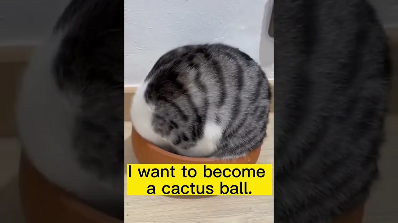 Funny animals compilation 🤣 cute animals