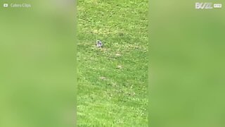 Un homme se lie d'amitié avec un bébé hibou