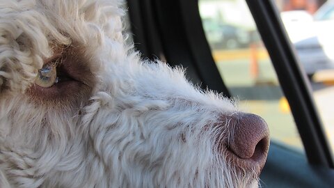Hot Car Rescues: What is the law in Nevada?