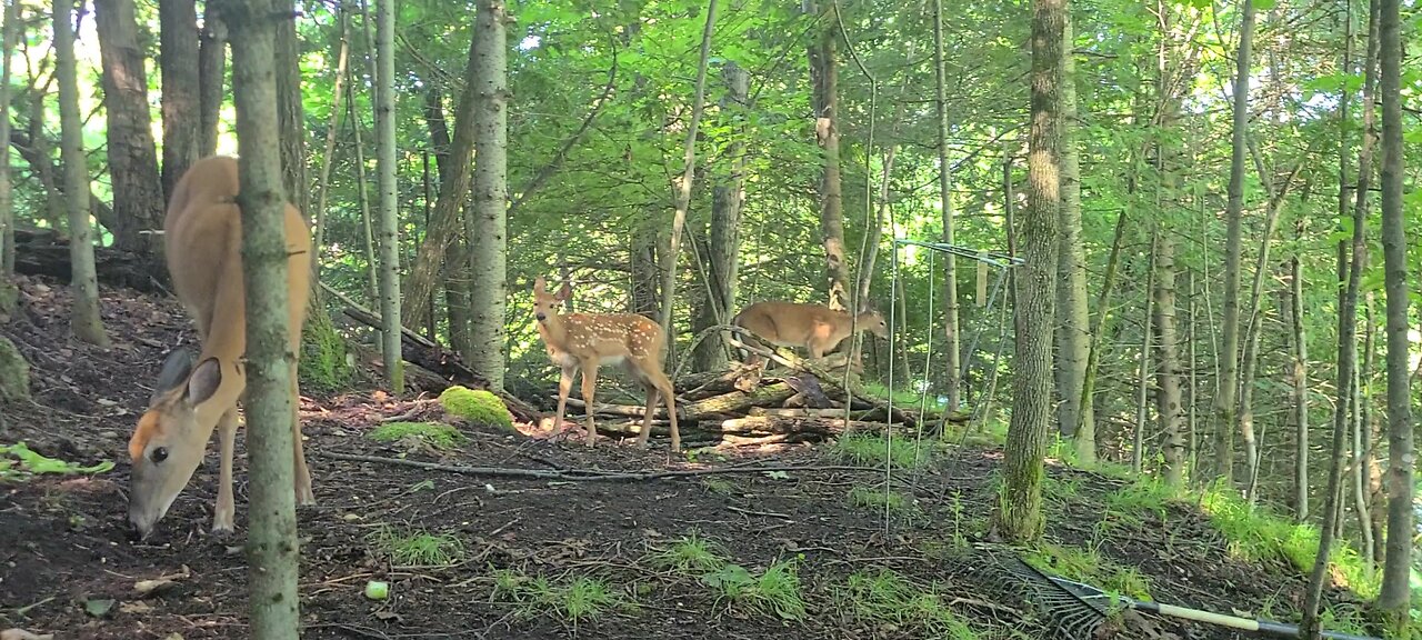 The twin fawns are very playful today