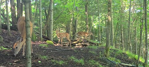 The twin fawns are very playful today