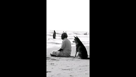 pet love