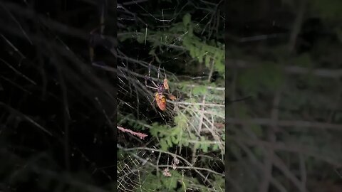 Beautiful big spider just doing her thing #familyfarm #blessed #farmlife #nature #spider