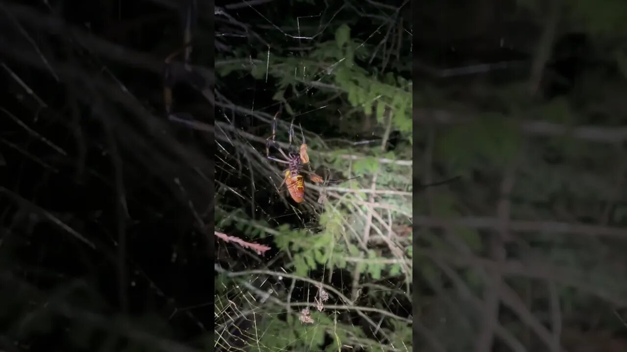 Beautiful big spider just doing her thing #familyfarm #blessed #farmlife #nature #spider