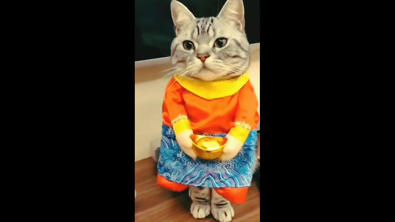 funny pets