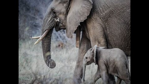 Elephant always care his baby 🐘
