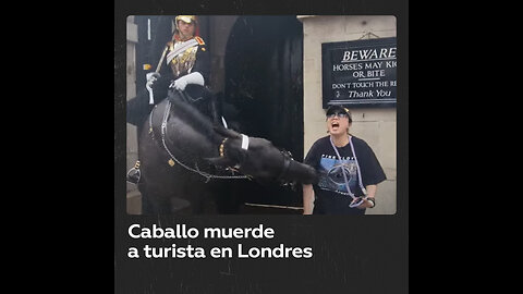 Caballo de la Guardia Real británica muerde el brazo de una turista