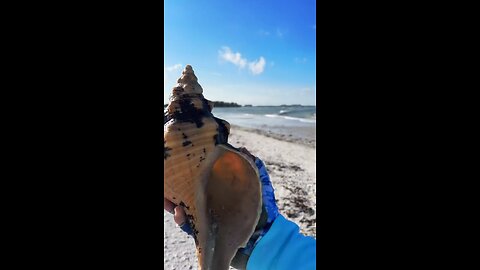 Livestream Highlights - Incredible Horse Conchs & Lightning Welk!
