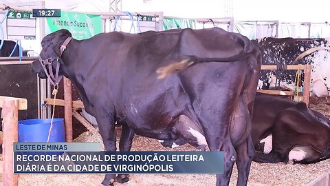 Leste de Minas: Recorde nacional de produção leiteira diária é da cidade de Virginópolis.