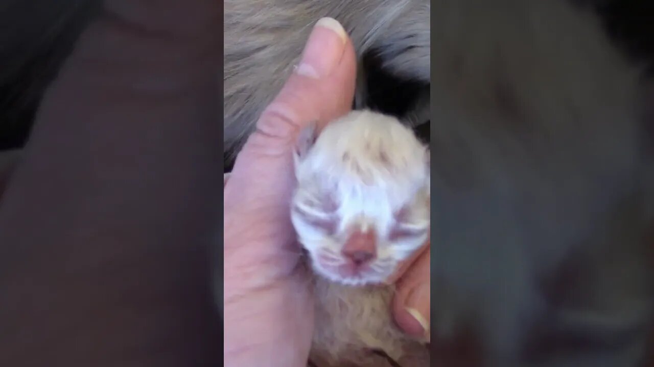 Cats Can Get Pregnant While Pregnant #Shorts 😺