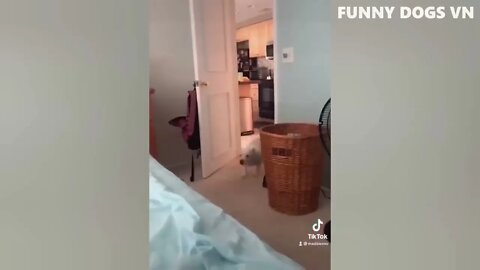Funniest Animals Video Funny Dogs And Cats Try Not To Laugh Animals 2022