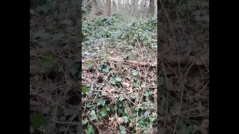 Ata Londres em Londres/ Outono/Amoras e Carvalho SE INSCREVA NO CANAL DO ATA