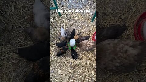 🐣chicks are getting big FAST! #farmlife #cute #chicks #chickens