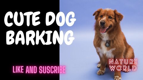 Cute dogs video.