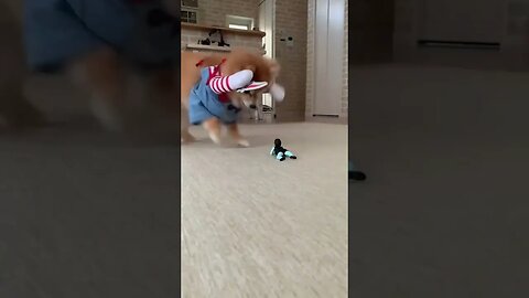 OMG You Won't Believe What These Funny Animals Do Next! | 2023 #shorts 2 #Crazyfunzilla