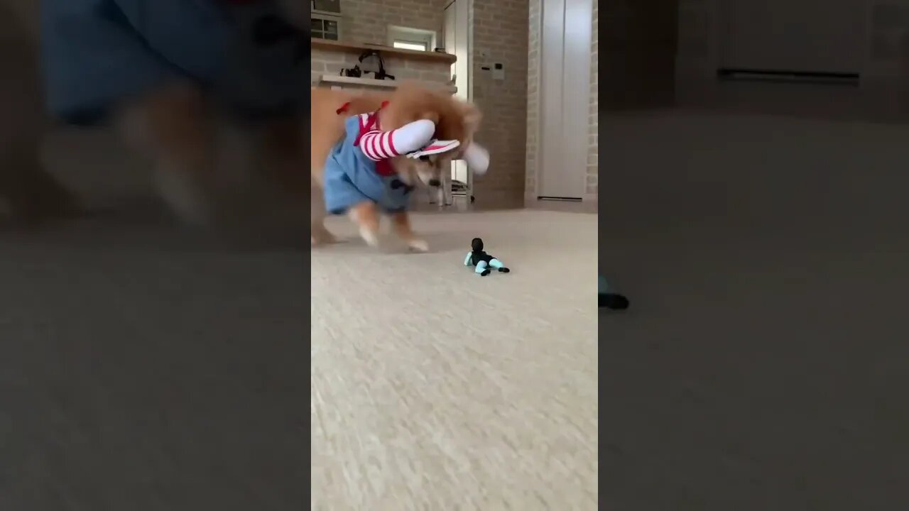 OMG You Won't Believe What These Funny Animals Do Next! | 2023 #shorts 2 #Crazyfunzilla