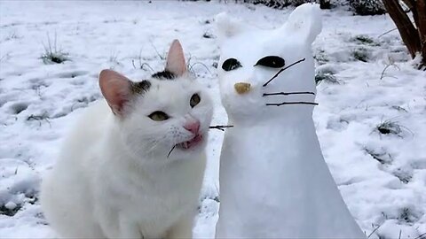 Best Funny Animal Videos 2023 - Funniest Cats And Dogs Video - Part - 142