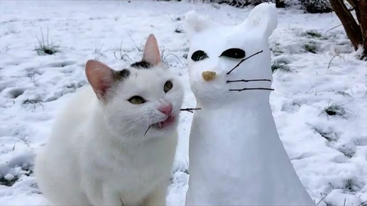 Best Funny Animal Videos 2023 - Funniest Cats And Dogs Video - Part - 142