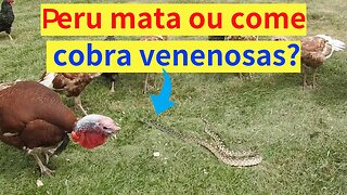 Peru mata e come cobra venenosa?