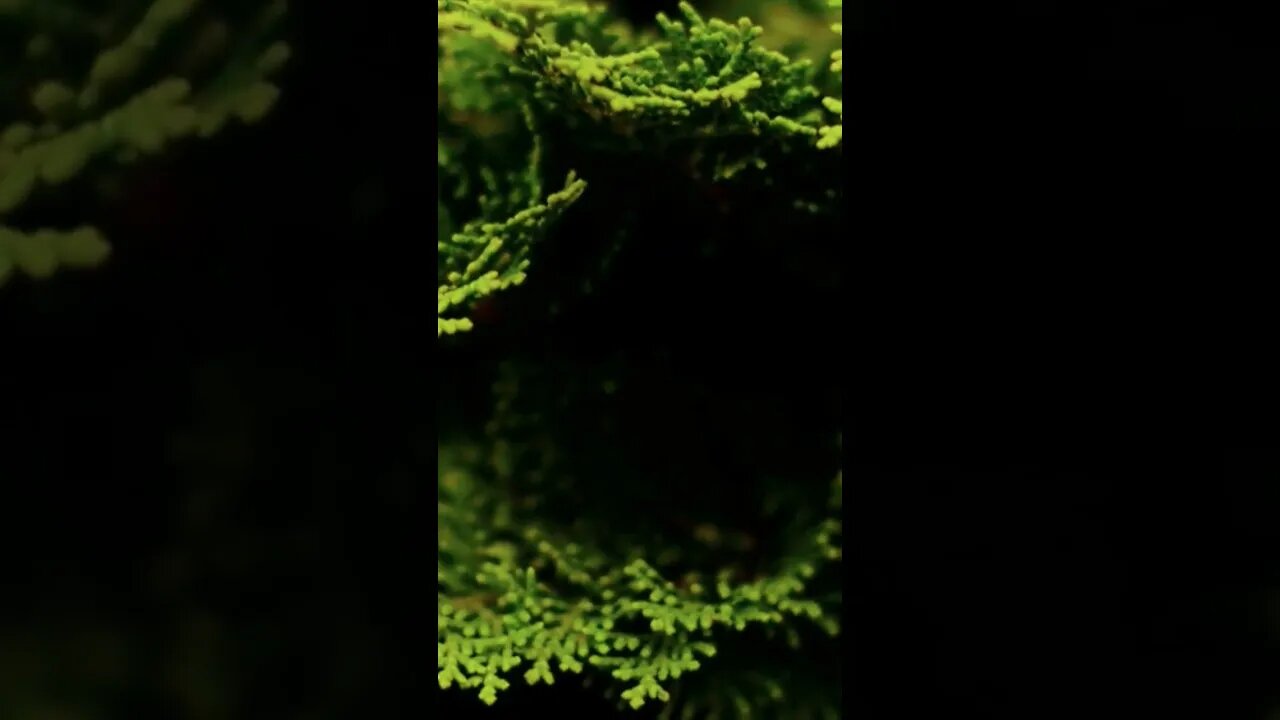 #guitar #guitarcover #copyrightfree #krol #bgm #ncssuperhero #nocopyrightmusic #trees #skorpea