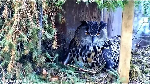 Nest Activity Close Up 🦉 03/21/23 18:30