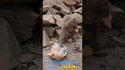 😆😆😆ఓరి నీ ఆత్రం పాడు గానూ ...😆😆😆