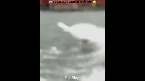 human vs animal 🤣🤣🤣🤣