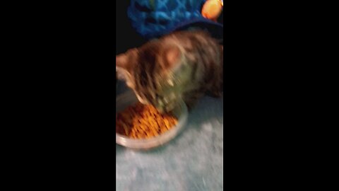 Tony the little tiger