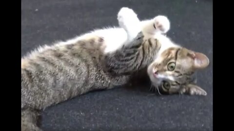 Cute Cat Stretching ASMR