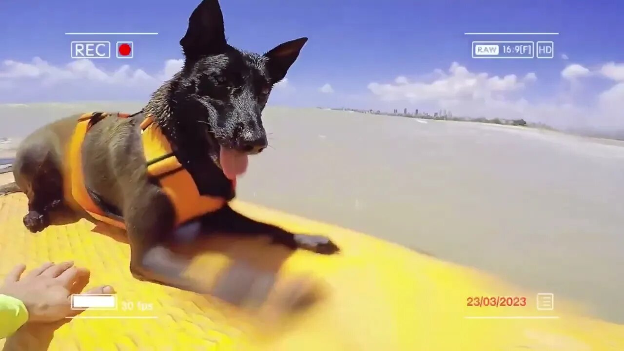 DIA DE SURF ... Quando chega em casa, dorme igual um 'anjinho' .... até acordar 2 hrs depois !