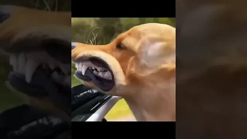 Why Does Everyone Like funny animals? #shortsviral #cat #cats #catlover #shortvideo #dog