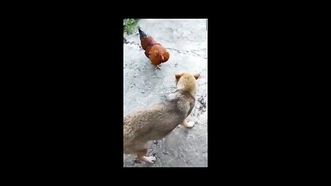 dog videos
