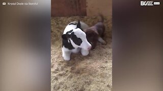 Quand un chiot devient l'assistant d'un veau