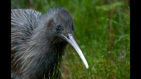 Rangi & the Kiwi of Stewart Island